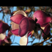 Magnolia cv Inconnu (fam Magnoliacees) (02)